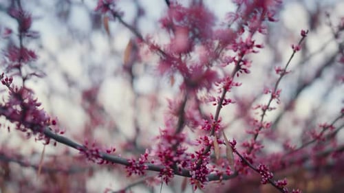 Sakura blooming delightful cherry tree blossom against peaceful white sky in Japan