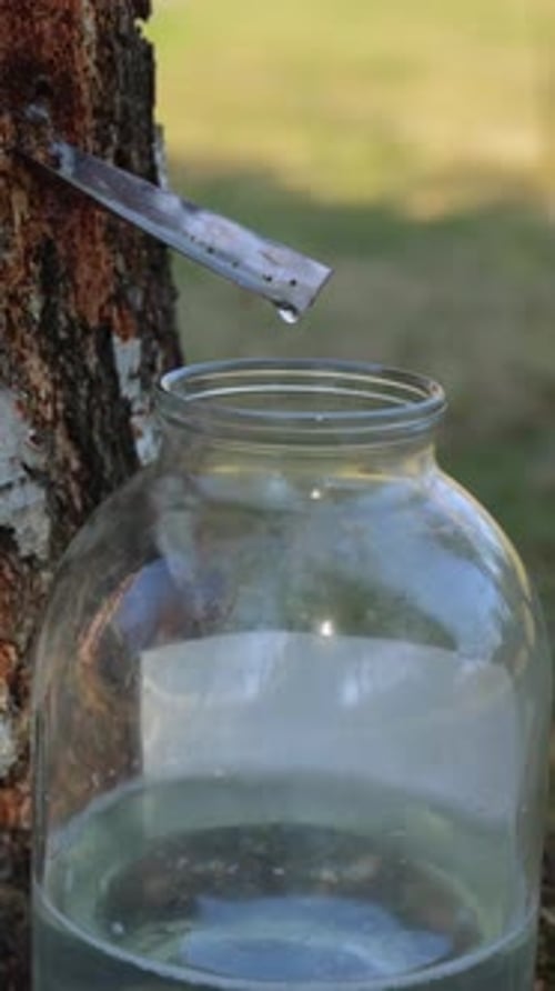 Vertical Clear Birch Juice Drops Fall Down From Tube Into Glass Jar in Forest