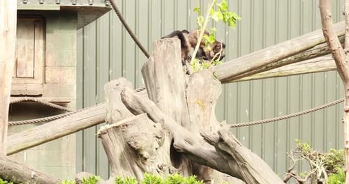 A Capuchin Monkey Climbs Branches in a Nature Reserve Monkeys Wild Animals
