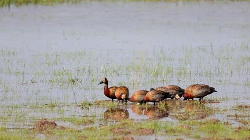 Rainforest marsh with exotic white-headed Whistling-ducks birds in tropical wetland water