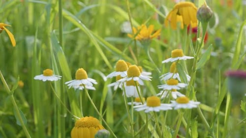 Small white daisy flowers in green grass with spring breeze. natural scene with shallow focus, close