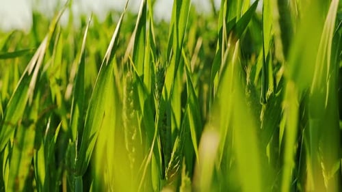 Cinematic Close Up Of Green Wheat Growing In Sunset Light Over Farm Field