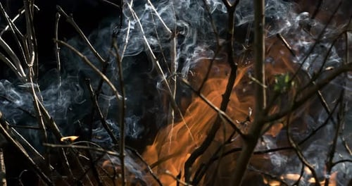 Forest fire in close-up. The branches of shrubs and trees are burning and smoking. Wildfires caused