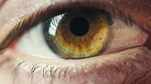 Brown Eye schaut in die Kamera