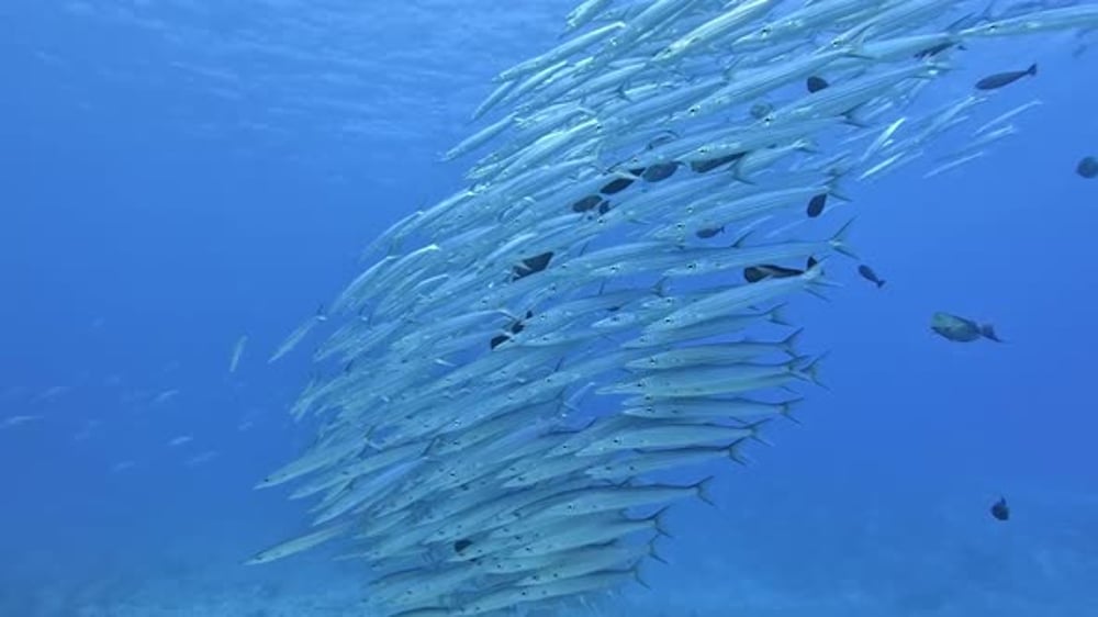 Barracuda School in the Deep Blue Sea, Nature Stock Footage ft ...
