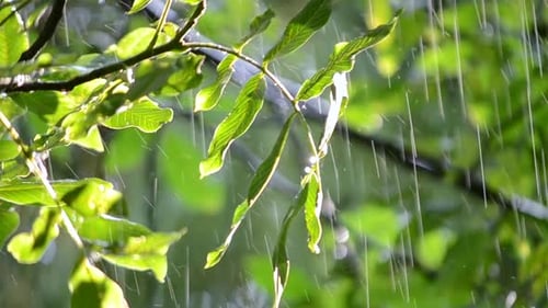Rain Falling on Green Leaves in Sunlight