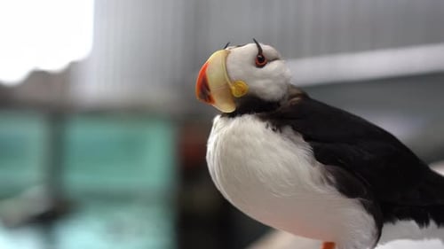 close up shot of Puffin bird