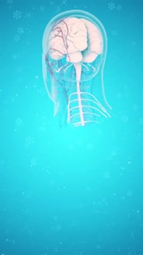 Animated 3D Human Brain and Nervous System