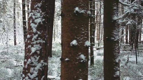 4K UHD aerial drone clip of a narrow snowy foot path surrounded by snow covered pine trees in a fore