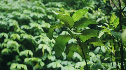 Green Leaves in the Rainforest