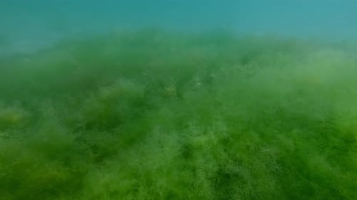 Camera moves forward over top of fluffy green algae covering seabed