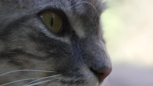 Closeup of a Cat's Eye