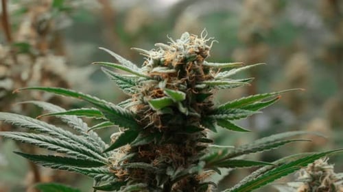 A Cannabis plant growing with other cannabis plant around it, rack focus
