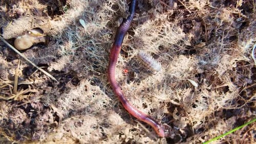 Regenwurm, der auf nassem und trockenem Grasboden kriecht, mit einigen Asseln in hellem Sonnenlicht.