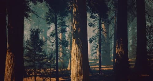 Majestic Forest with Towering Trees and Soft Morning Light Filtering Through