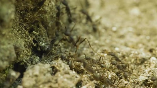 Ant colony moving as a unit