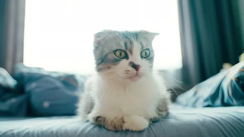 Scottish Fold Cat Sitting on Bed Indoors