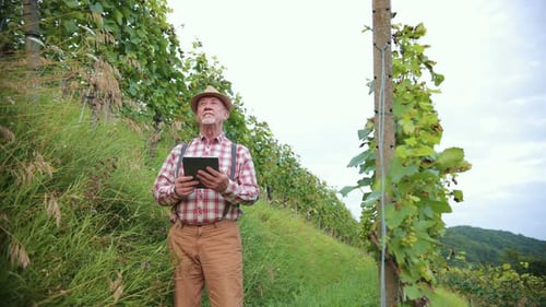 Caucasian Senior Man Farmer in a Hat Standing at the Middle of the Field and Tapping Scrolling and