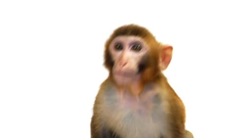 Java-Makakenaffe isoliert auf weißem Hintergrund