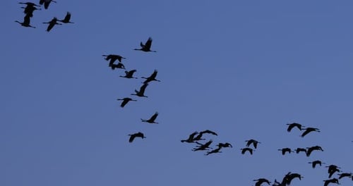 Herde gewöhnlicher Kraniche in der Camargue, Frankreich