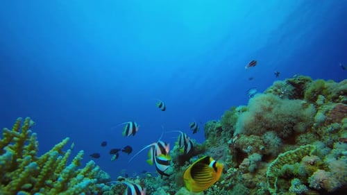 Underwater Sea Reef Landscape