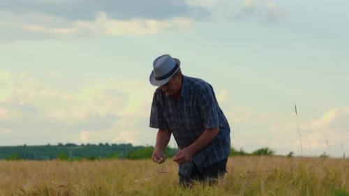 Inspection of Wheat Crop in the Field By Handsome Male Farmer Worker Bottom View