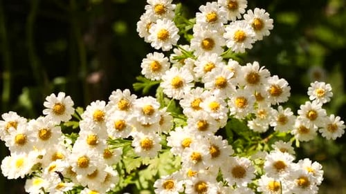 Lovely White and Yellow Flowers in Sunlight