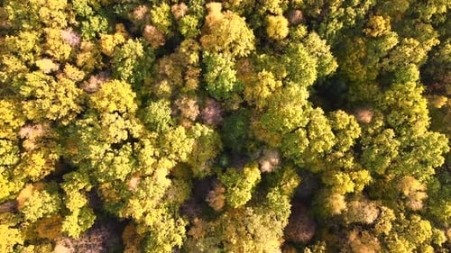 View From Above of Colorful Woods with Yellow and Orange Canopies in Autumn Forest on Sunny Day