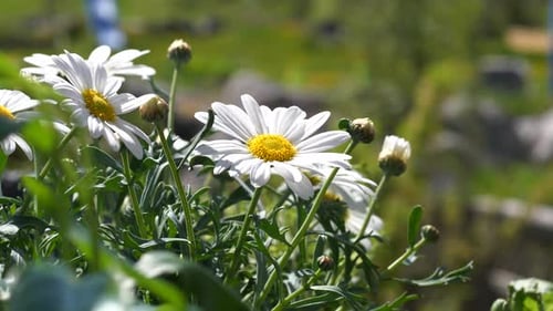 Beautiful chamomile flower on windy day with green background shot
