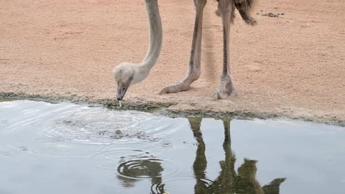 Ostrich drinking water in a dry terrain