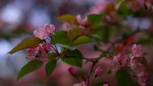 Closeup Pink Flowers Branch Blooming Against Blue Sunset Sky. Late Evening In