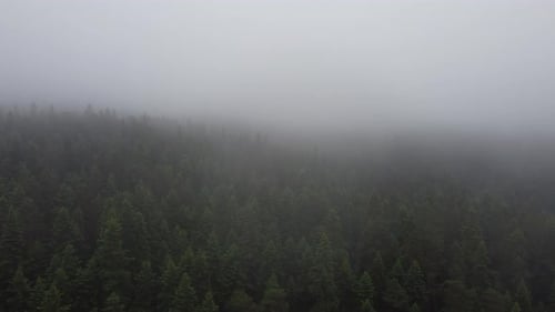 Perfect Fog Forest 4K Dron Shotting