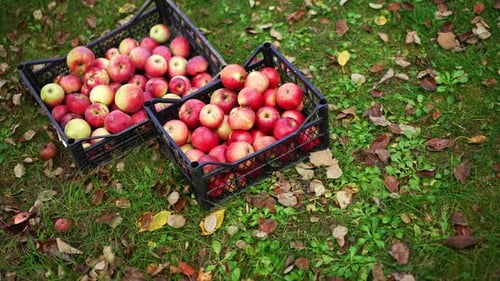 Ripe red apples collected in plastic boxes. Male farmer bringing the box with green apples
