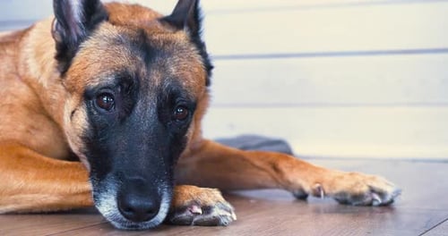 Dog Resting Head on Paws on Wood Floor