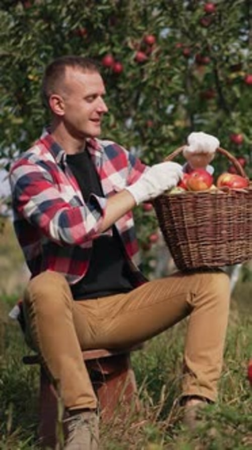 Happy mid aged farmer sitting in the apple orchard is satisfied with crop of fruit.