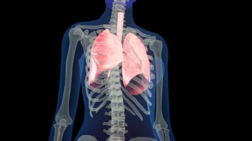 Digital Illustration of Human Skeleton with Highlighted Lungs