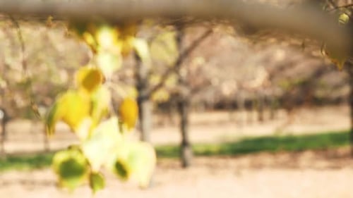 Woman with Headphones in Autumn Park