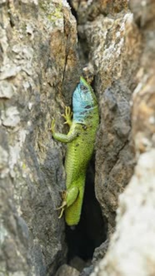 Le survivant sans queue : l'histoire d'un lézard. Lézard qui a perdu sa queue, probablement à cause d'un prédateur