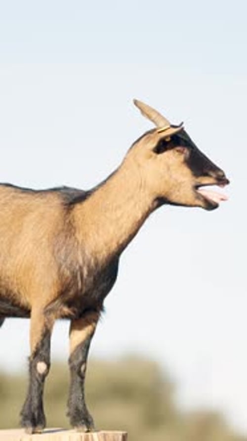 Brown Nigerian Dwarf Goat Bleating on Tree Trunk in Field