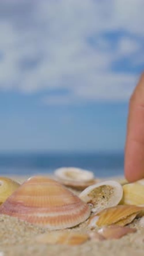 Seashells on a Beautiful Beach in Vertical