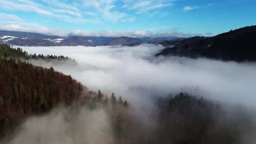 Aerial View of a Misty Forest with Dense Trees Covered in Fog Serene and Mysterious Landscape