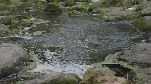 Fast mountain creek dances among moss-covered rocks, water foaming lightly as it swirls
