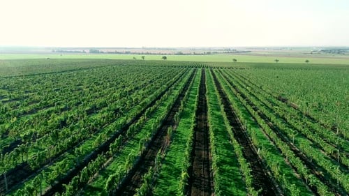 Aerial View of Grape Field
