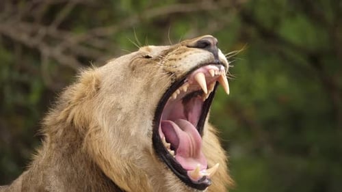 Dramatic close up shot of an adult lion yawning and exposing its sharp fangs.