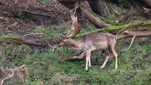 A majestic fallow deer grazes in a lush forest clearing, surrounded by fallen mossy trees.