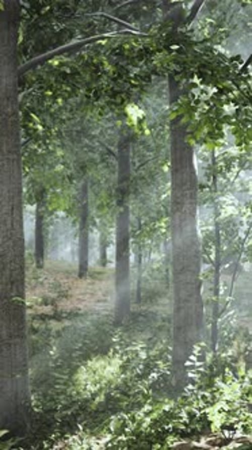 Misty Forest Sunlight Ray in Nature