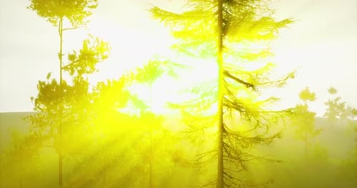 La lumière du soleil dorée filtre à travers les grands arbres dans un cadre forestier paisible