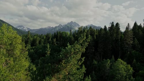 Dense Green Forest Canopy Top View