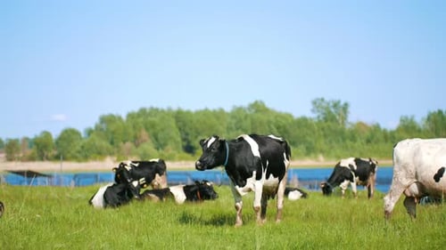 Cows Graze in the Meadow on the Pasture Near the
