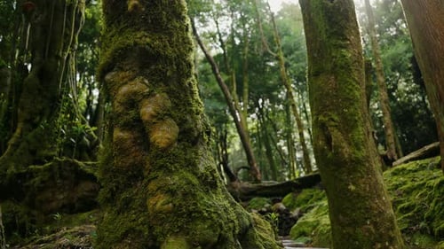 MossCovered Trees in a Lush Forest in Portugal with Sunlight Filtering Through